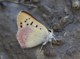 Lilac-bordered Copper Lycaena nivalis