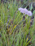 Allium douglasii  Douglas onion