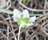 Hesperochiron pumilus   Dwarf monkey-fiddle