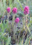 Castilleja elmeri  Elmers paintbrush 