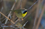 Common Yellowthroat