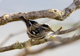 Black and White Warbler