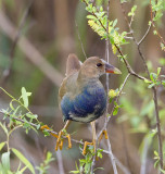 Purple Gallinule (transitional juvenile)