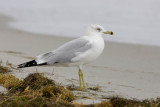 Ring-billed Gull