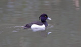 Tufted Duck (M)