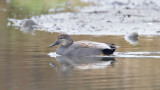 Gadwall (M)