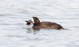 Greater Scaup (F)