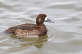 Greater Scaup (F)