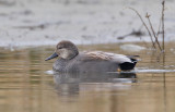 Gadwall (M)