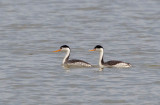 Clarks Grebes