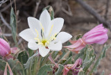 Oenothera cespitosa ssp cespitosa  Fragrant evening primrose 