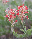 Gaura coccinea  Scarlet beeblossom 