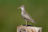 Spotted Sandpiper