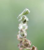 Delphinium viridescens Wenatchee larkspur