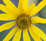 Helianthella uniflora v. douglasii  False sunflower 