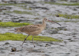 Long-billed Curlew