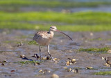 Long-billed Curlew