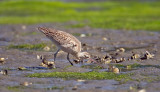 Long-billed Curlew