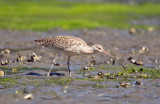 Long-billed Curlew