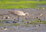 Long-billed Curlew