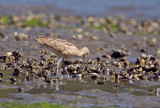 Long-billed Curlew