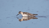 Red-necked Phalarope