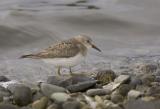 Temmincks Stint