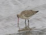 Bar-tailed Godwit