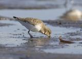 Dunlin