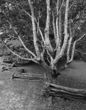 CADES COVE - TANGLED TREE