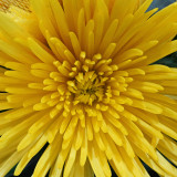 BRIGHT YELLOW  -  ISO 1600  -  NO POST-PROCESSING NOISE REDUCTION