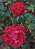 ROSES  -  TAKEN WITH A SONY/ZEISS 24mm f/1.8 E-MOUNT LENS