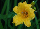 OUR FIRST DAY LILLY THIS YEAR  -  TAKEN WITH AN OLDER MANUAL FOCUS TAMRON SP 90mm f/2.5 MACRO LENS