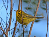 prairie warbler r.jpg