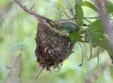 white eyed vireo on nest.jpg