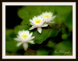 Lilly Pond