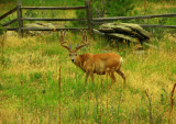 Hey Im lookin for some more doe all I got is a buck or two!