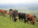 Ngong Hills