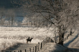 Does on a Frosty Rise