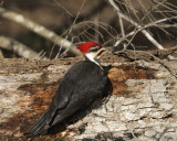 Peleated Woodpecker on Log