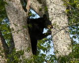 Bear Up a Cherry Tree II