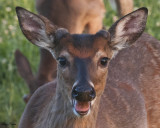 Button Buck Close Up