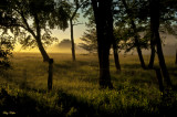 Upon a Quiet Field