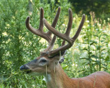 Eight Point in Velvet