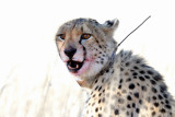 Cheetah II.jpg