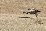 Vulture takeoff.jpg