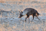 Brown hyena 1200.jpg