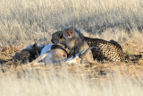 Cheetah Cubs II.jpg