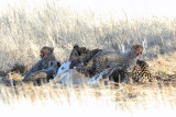 Cheetah Cubs 1200.jpg