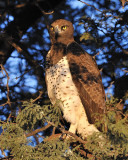 Martial Eagle.jpg